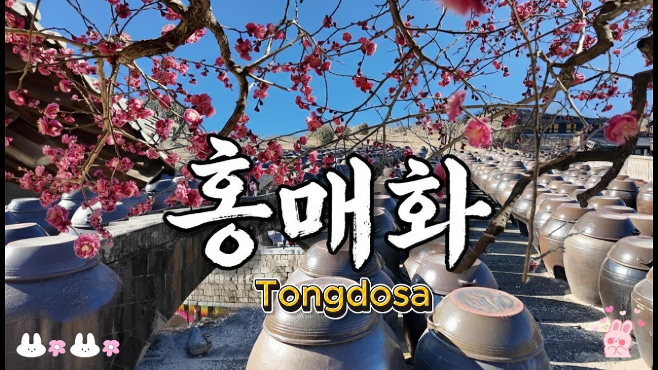 천년 고찰에 핀 붉은 설렘, 2026 통도사 홍매화(자장매) 실시간 개화 현황