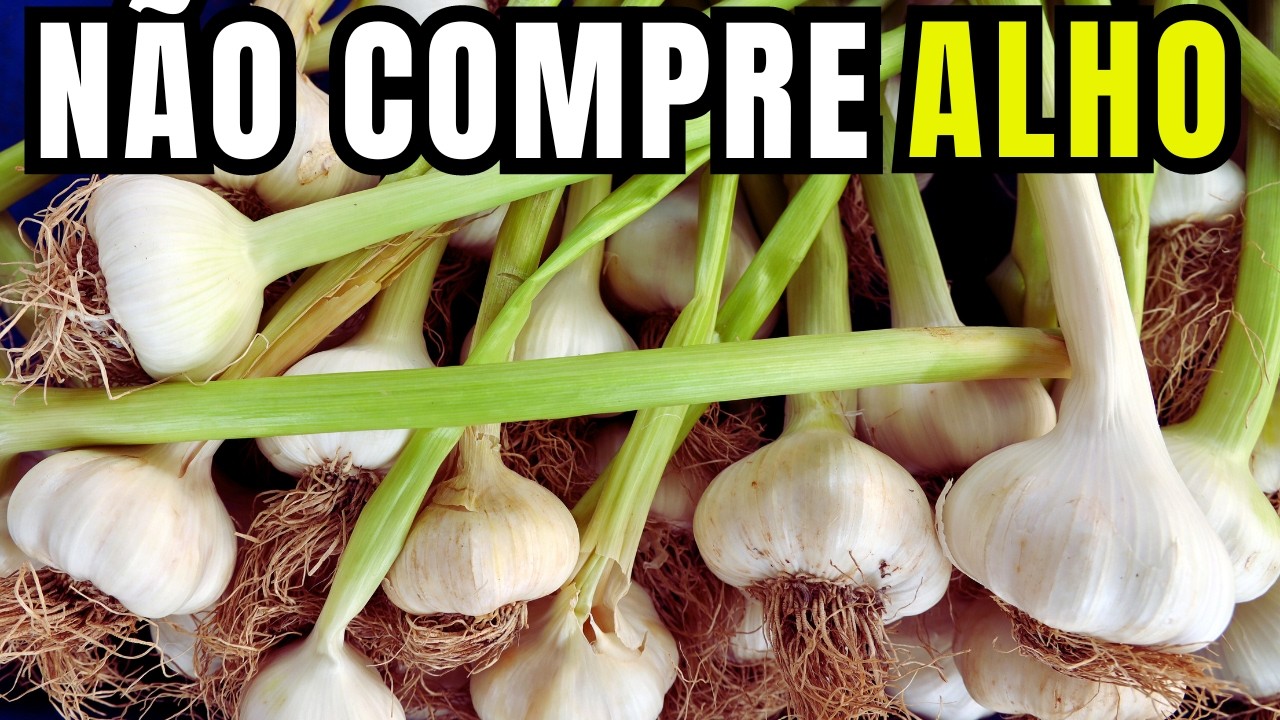 Como plantar ALHO em vaso - Melhor forma de plantar alho em casa