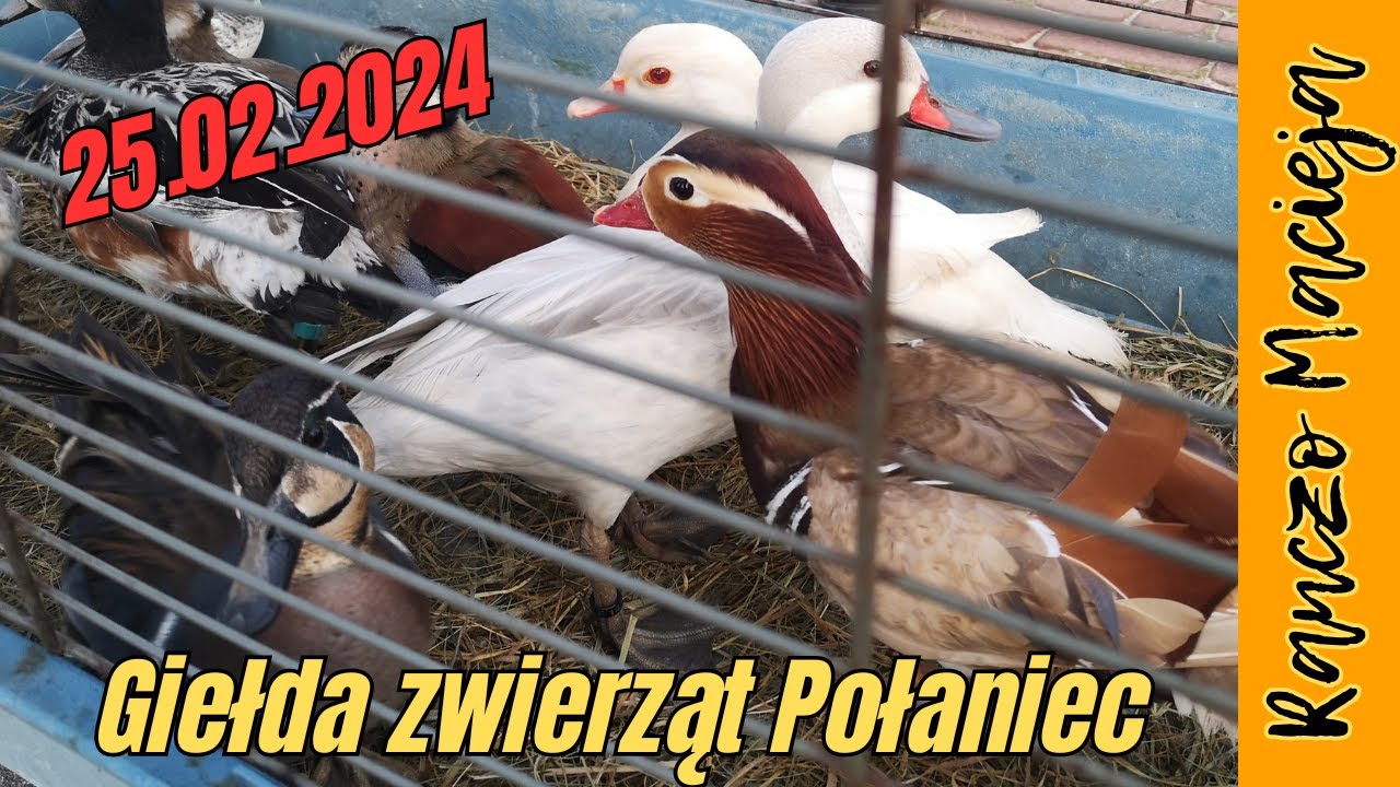 Giełda zwierząt Połaniec 25.02.2024 #346