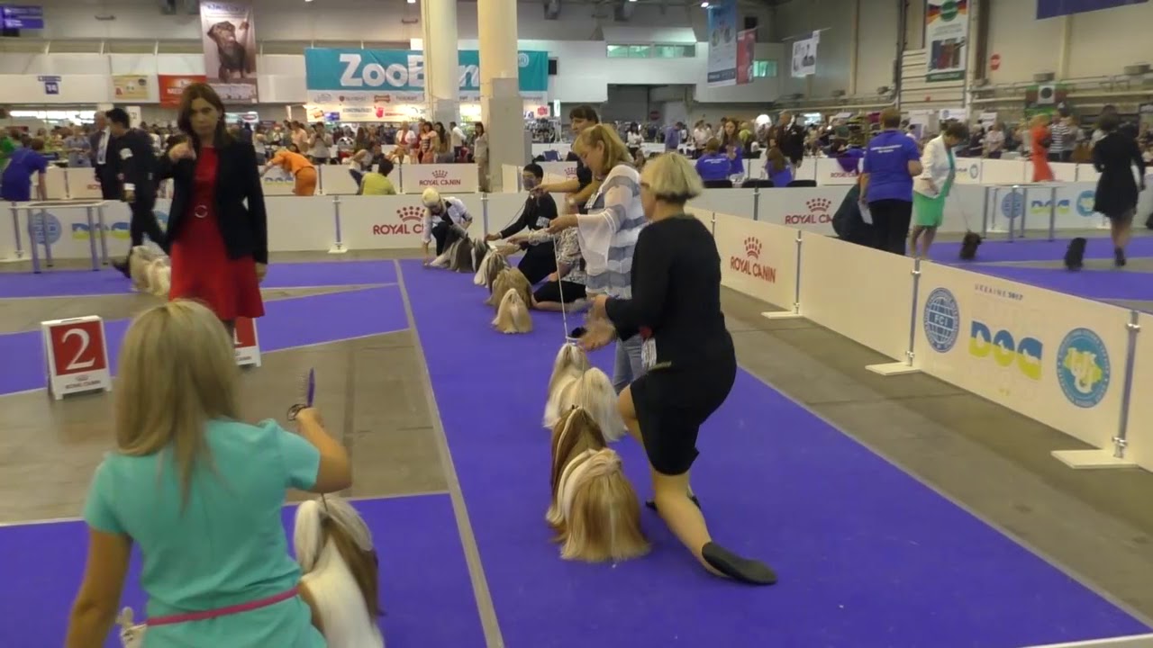 Euro Dog Show 2017 shih-tzu ring