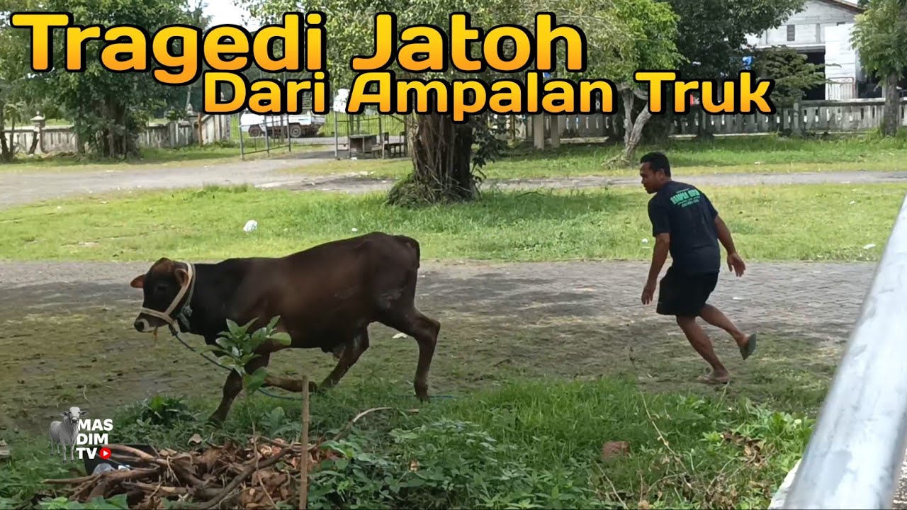 Proses Muat Sapi Yang Sedikit Dramatis.. Di T4bR4K Sapi Sampai Jatuh Dari Ampalan Ukuran Truk !!