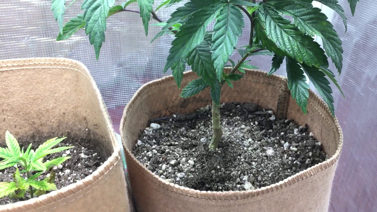 2019 grow phase 1.1 green it up
