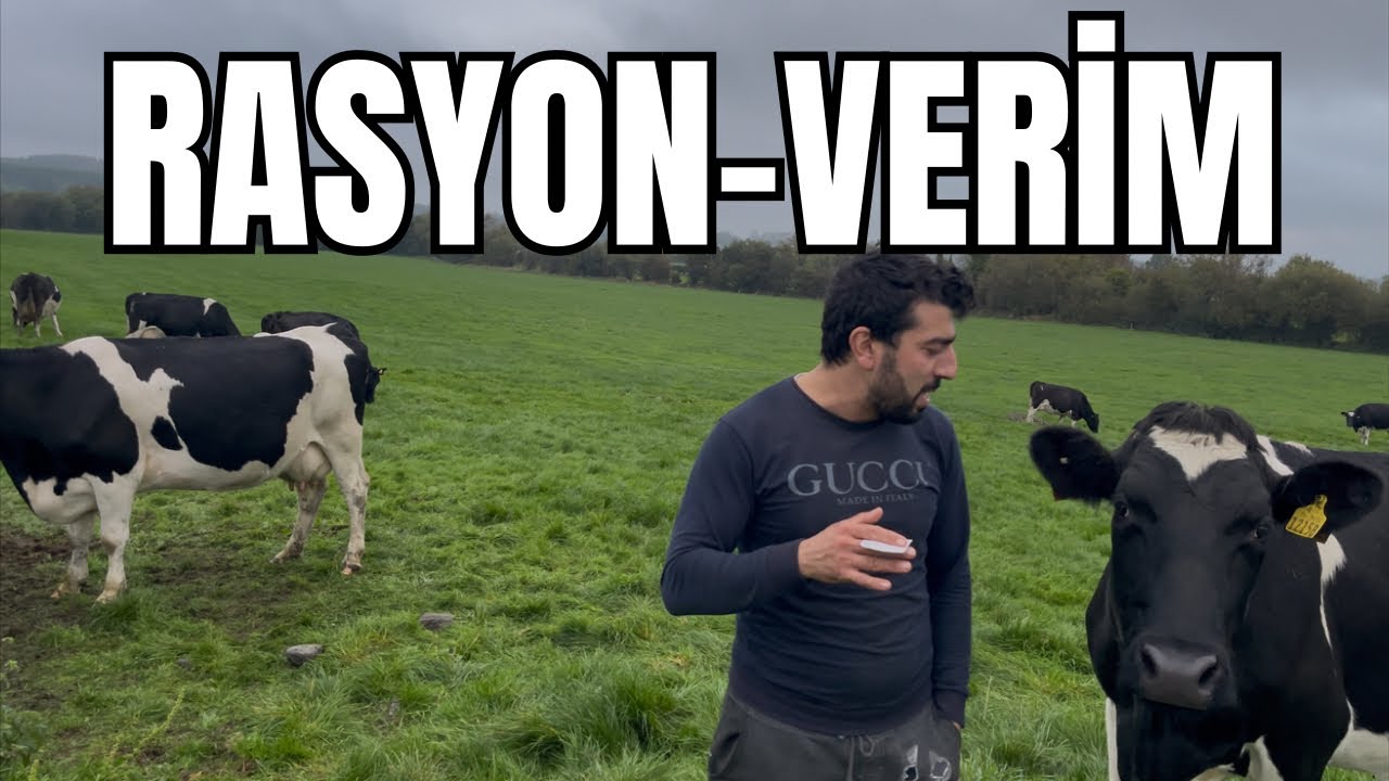 İrlanda’da Bu İnekler Ne Yer, Ne Kadar Süt Verir, Mera Yönetimi Nasıl