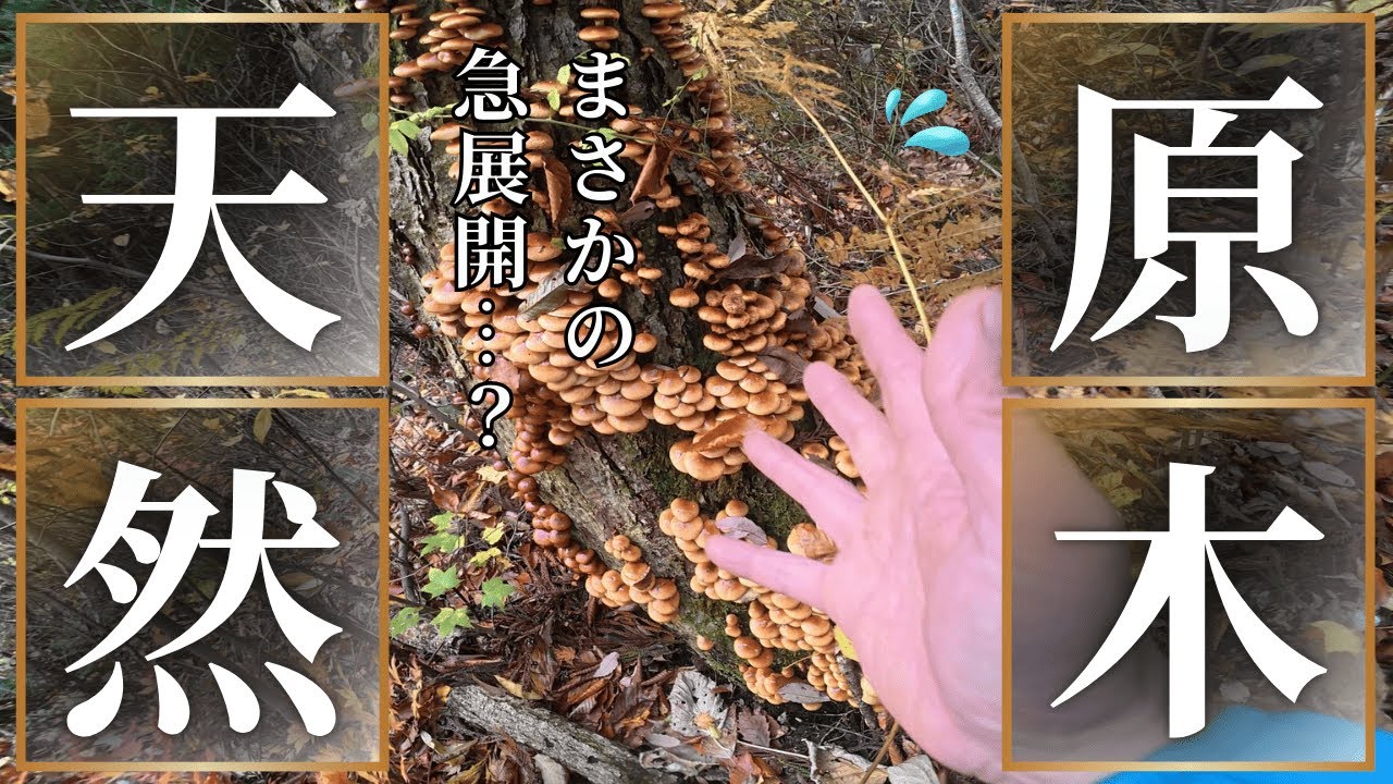 原木ナメコと天然なめこ