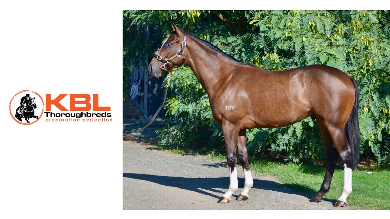 Lot 473 Top Ranked x Tricky Mix colt - KBL Thoroughbreds