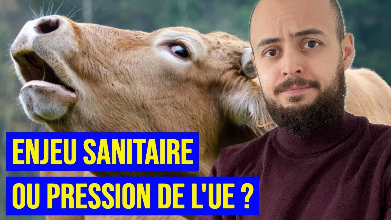 Dermatose nodulaire des bovins : quels enjeux ?
