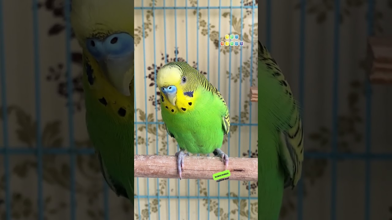 Happy budgie sounds #rbnbirds #budgies #parakeet #birds #parrot #pets #shorts