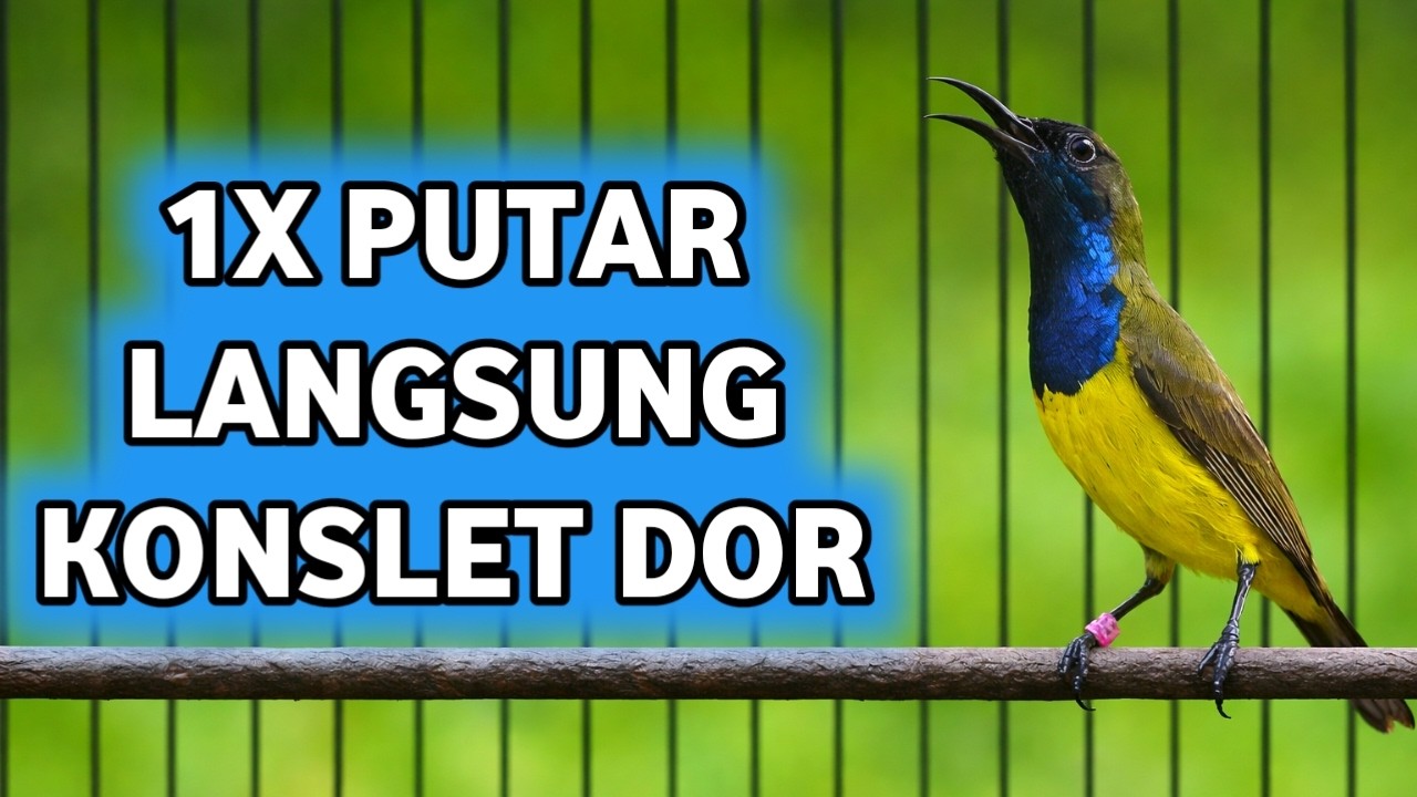 1x putar sogonmu langsung konslet dor gacor pacar, viral sogon gacor