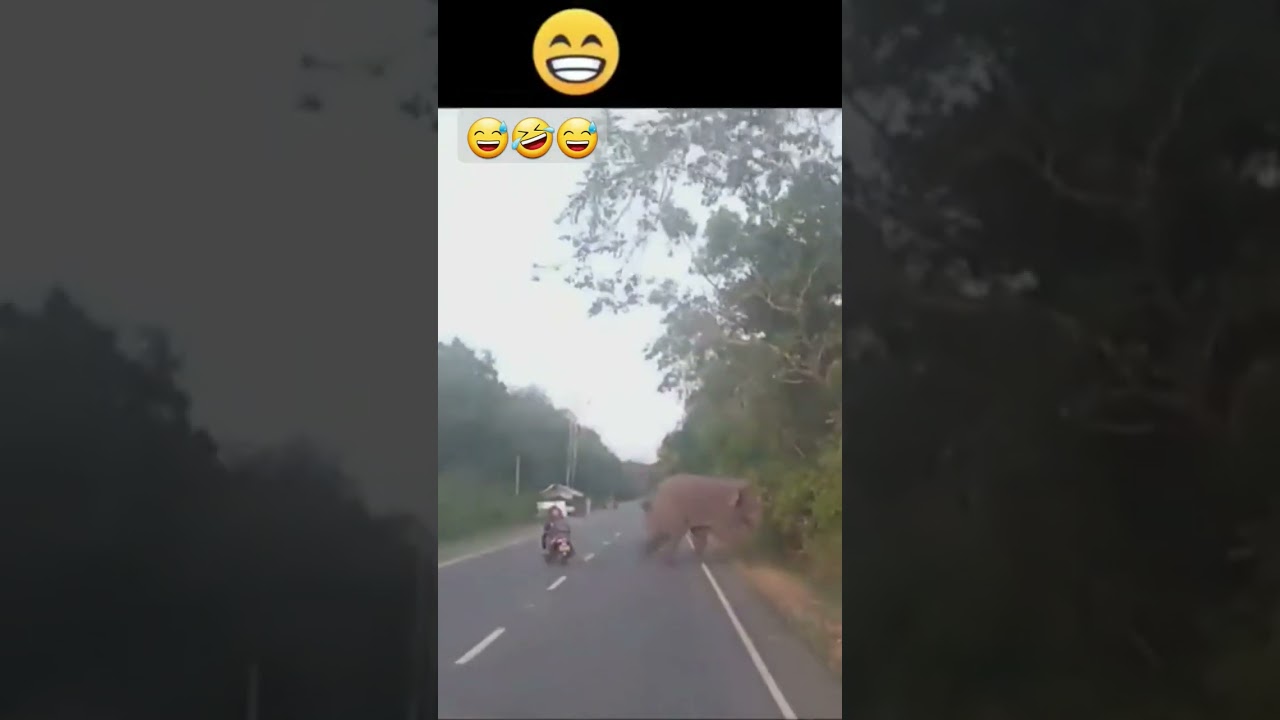 super driver license  op driving 🤣😂😅🤣😂😅