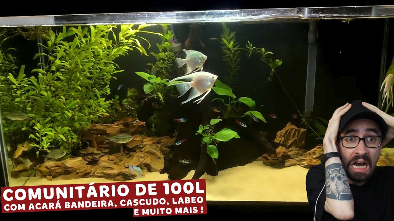 Reagimos ao AQUÁRIO COMUNITÁRIO COM ACARÁ BANDEIRA, CASCUDO E NEON do Thiago.