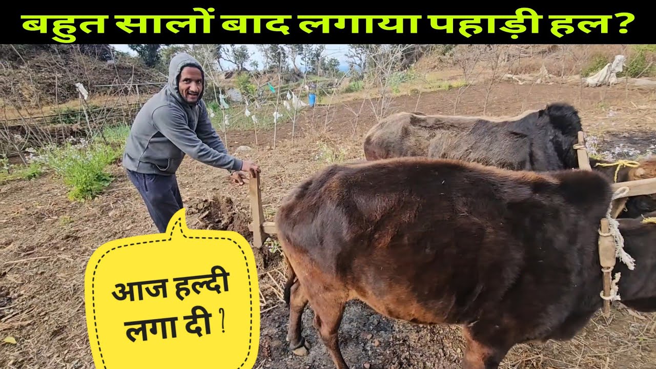 बहुत सालों बाद लगाया पहाड़ी हल😍पहाड़ी खेतीबाड़ी || Pahadi Lifestyle Vlog by. @yashpahadiofficial 