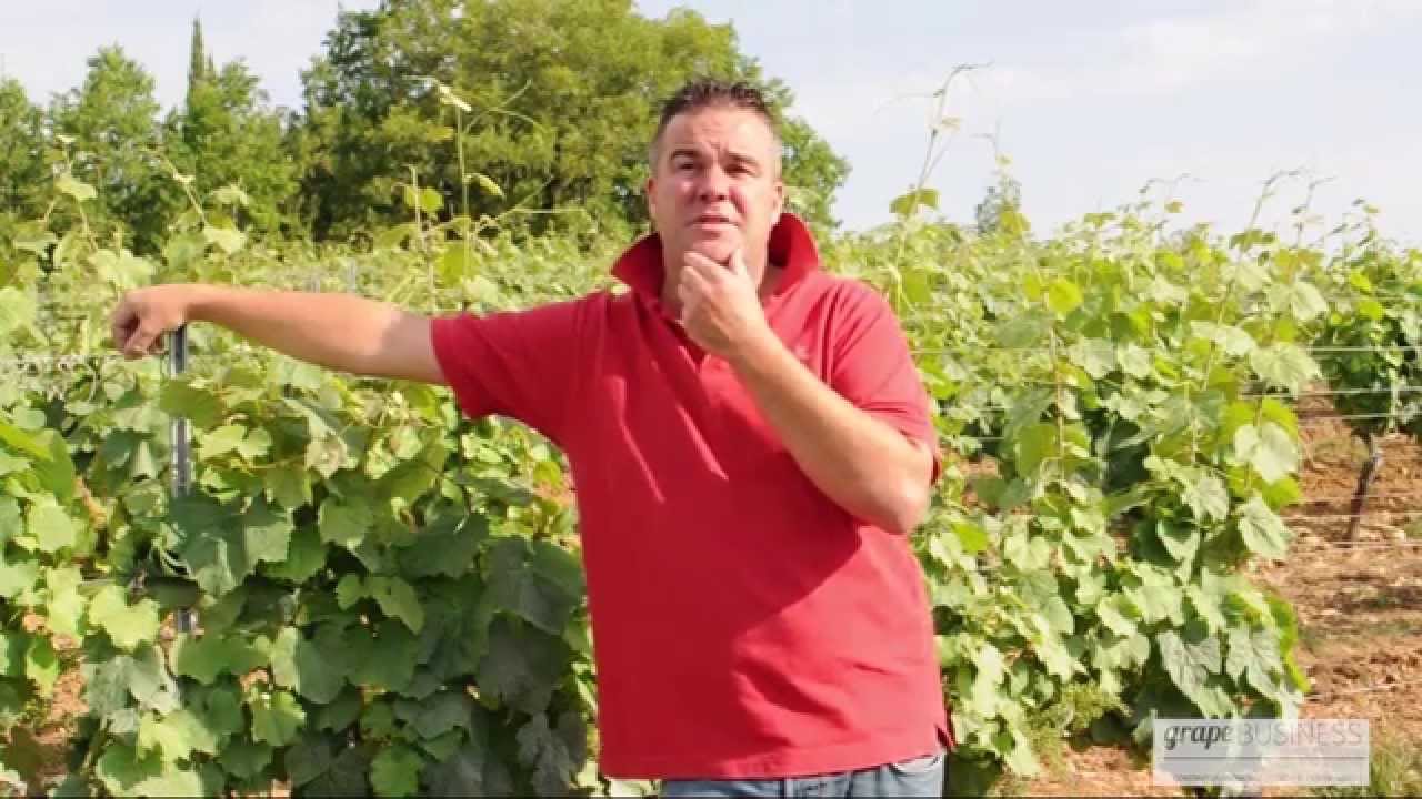 2. Quelle est la typicité du vin Français ?