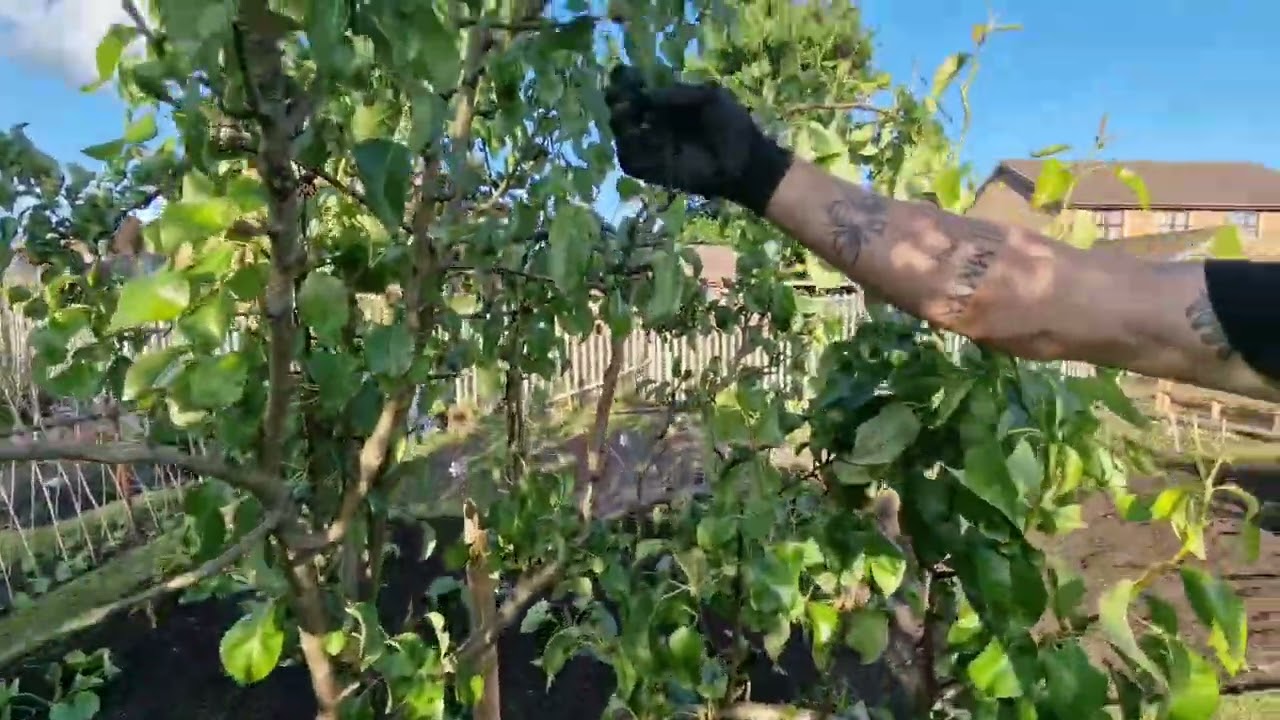 Allotment Tour: Fruit Trees Check-In &mdash; Part 3