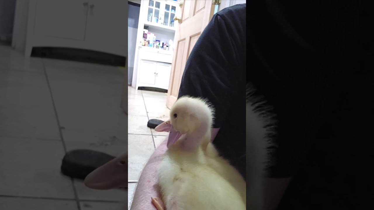Relieve stress with peaceful yawning ducks #aww #adorable #cute #anxietyrelief