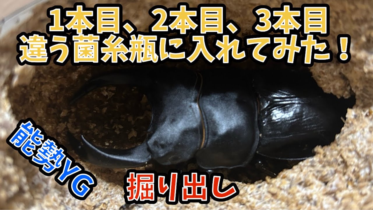 オオクワガタ　違う菌糸瓶に入れてみた！ラスト