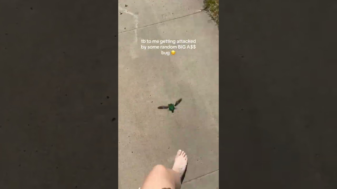 This Is the Biggest Bug Ever Seen Chasing Me! 😱 #shorts