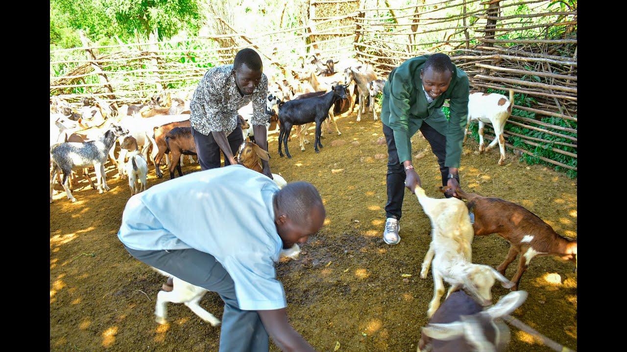 GOAT FARMING IN TENGES-BARINGO COUNTY-  KENYA episode 1 #goatfarming #farming #farmer #agriculture