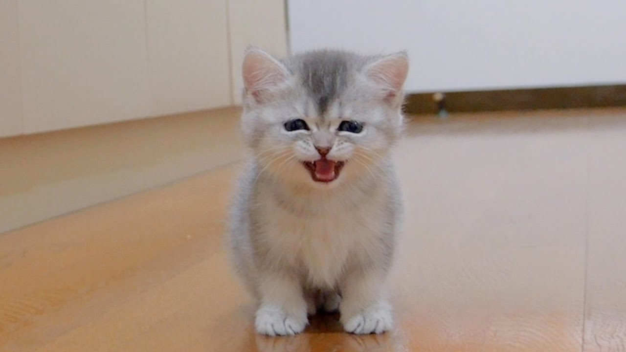Котёнок, жаждущий внимания, разыгрывает своего сонного брата.
