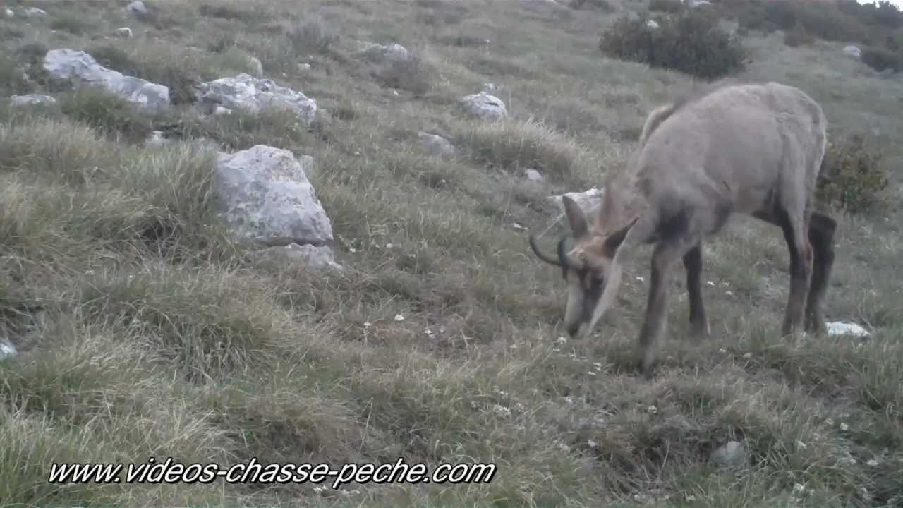 Chamois - Bushnell Trophy Cam 119467