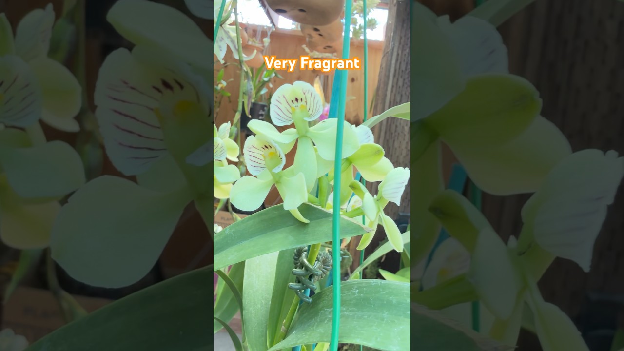 Fragrance Orchid Collection #orchidlovers #orchidsgarden #orchid #orquidias #flowers