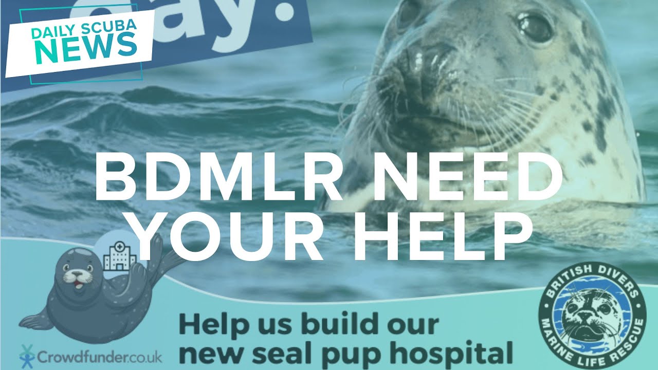 BDMLR Needs Help For Their New Hospital | Daily Scuba News (W/ Mark)