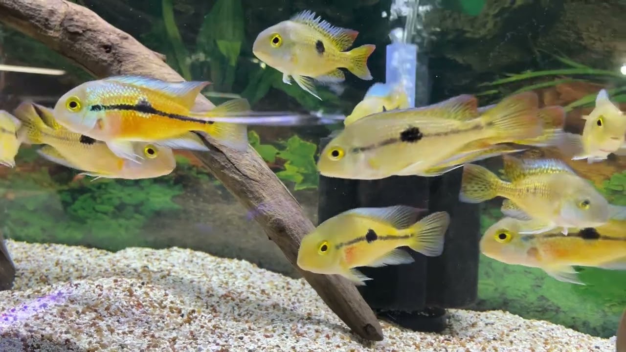 Fish room tour 2024