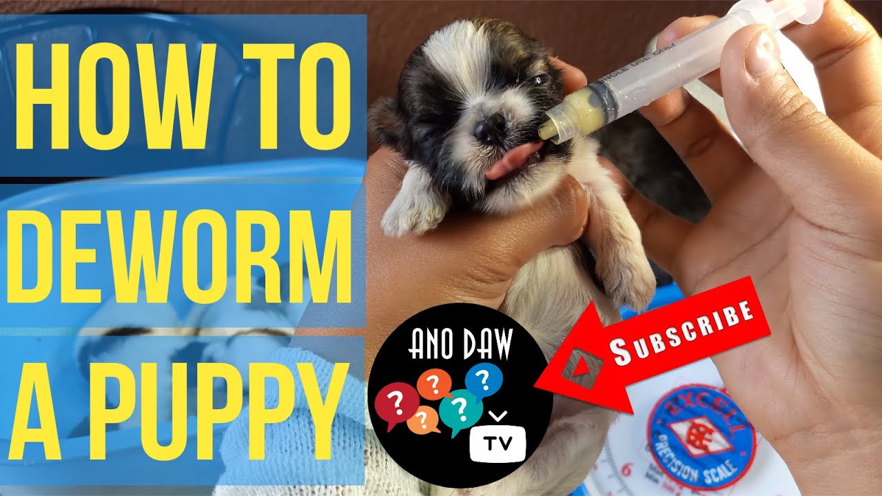 Step by step guide sa pag-deworm o pagpurga ng tuta