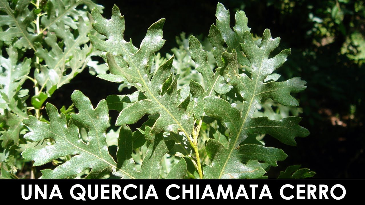 DIVINA FLORA - Il Cerro