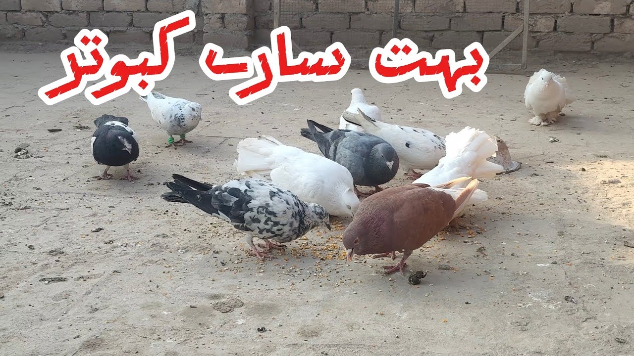 Bahut sary kabutar aa gye | new pigeon | new kabootar | kabutar | Shehzad Rasool | Mini zoo | birds 