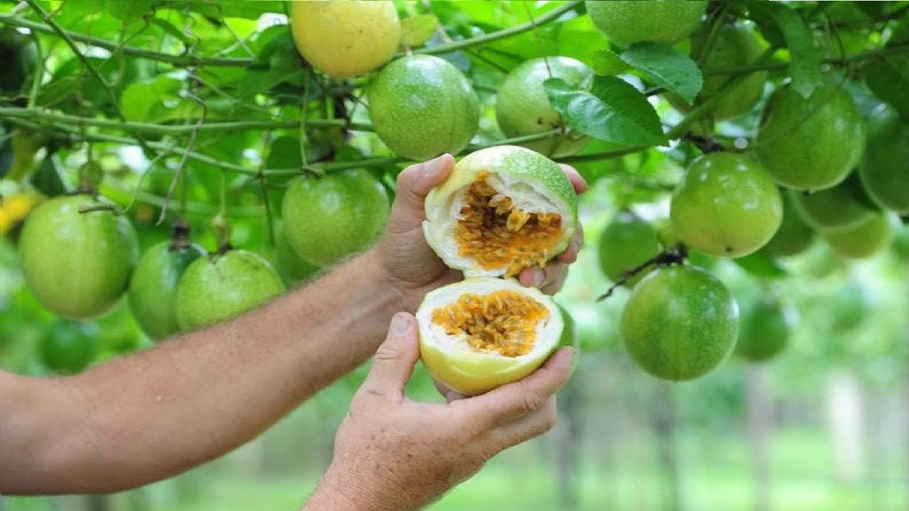 COMO FAZER MARACUJA DAR MUITAS FLORES E FRUTOS!