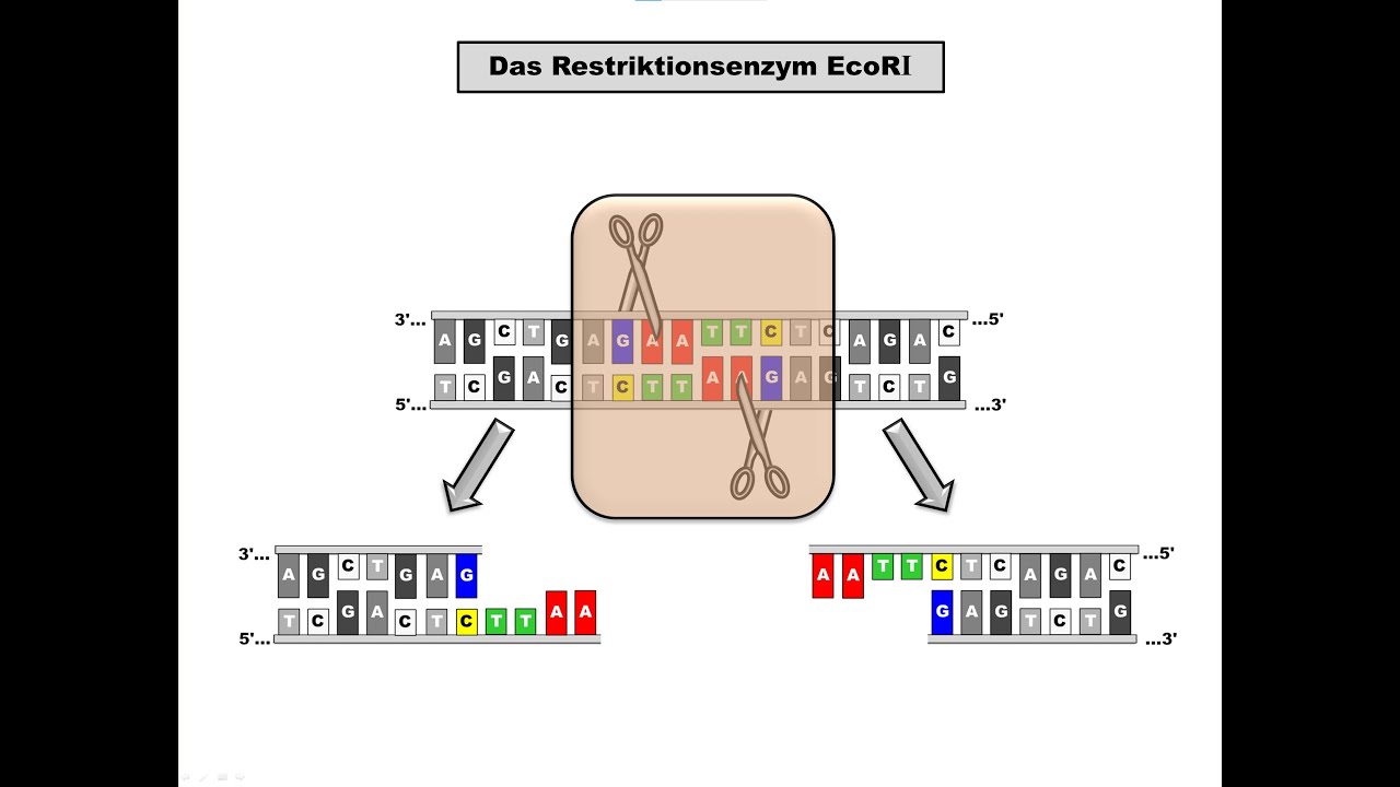 Restriktionsenzyme