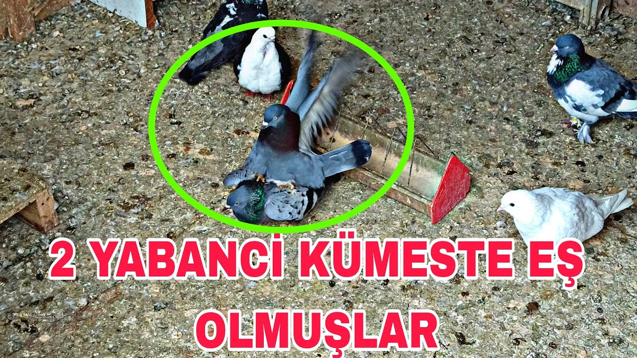 2 YABANCİ KÜMESTE EŞ OLMUŞLAR BU AYRİ CİNSİN EŞLEMESİ BENCE YALNİŞ ?