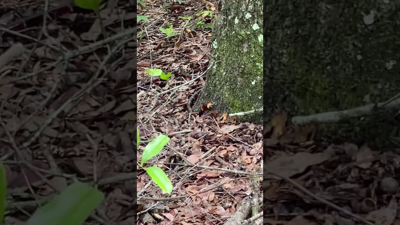 Coral snake! 