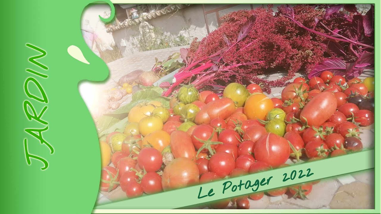 Le potager 2022 de notre écolieu
