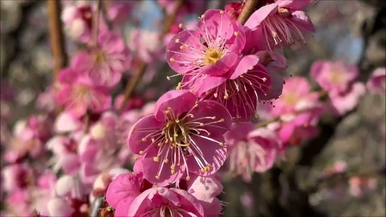 万博記念公園の梅まつり 2026　EXPO in Expo’70 Commemorative Park Plum Festival　(2026.2)