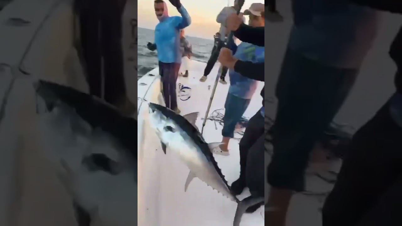 Landing #fishingtuna #gianttuna #tuna