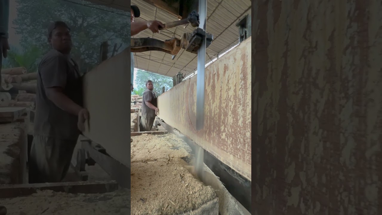 INCREDIBLE GIANT LOG CUTTING! Intense and Stunning Sawmill Action
