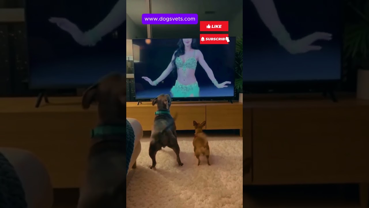 Забавные собаки продолжают танцевать даже после выключения телевизора! 🐕💃😂 #собаки #самоесмешноев...
