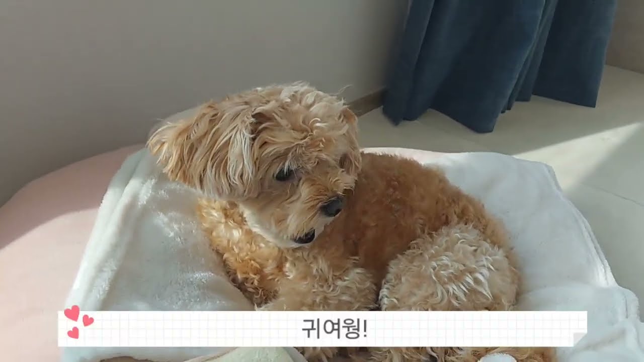 귀요미 크림이의 오전 일상♡♡♡♡