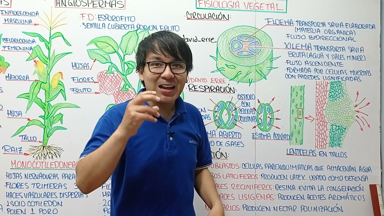 REINO PLANTAE - FISIOLOGIA VEGETAL