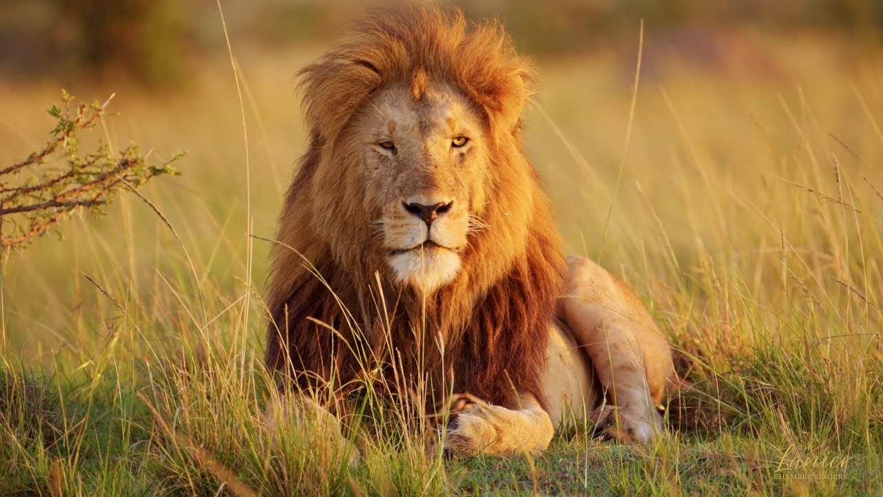 Creation (Dan Forrest) The Lion Sings - LCS, March 2, 2025