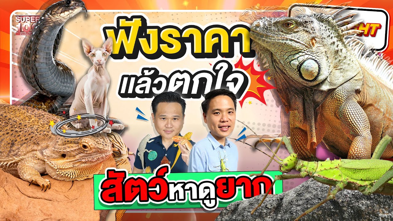 คนไทยมีอึ้ง !! สัตว์เลี้ยงหน้าตาแปลก แต่ราคาหลักแสนนนนน  HIGHLIGHT | SUPER100