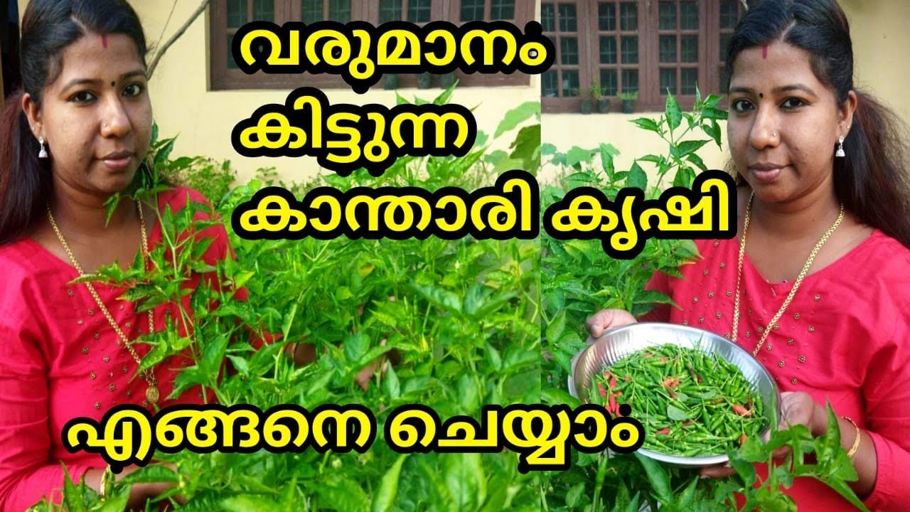 വരുമാനം കിട്ടുന്ന കാന്താരി കൃഷി എങ്ങനെ ചെയ്യാം@MyDreamsMyHappiness||How we can earn moneyin Kanthari