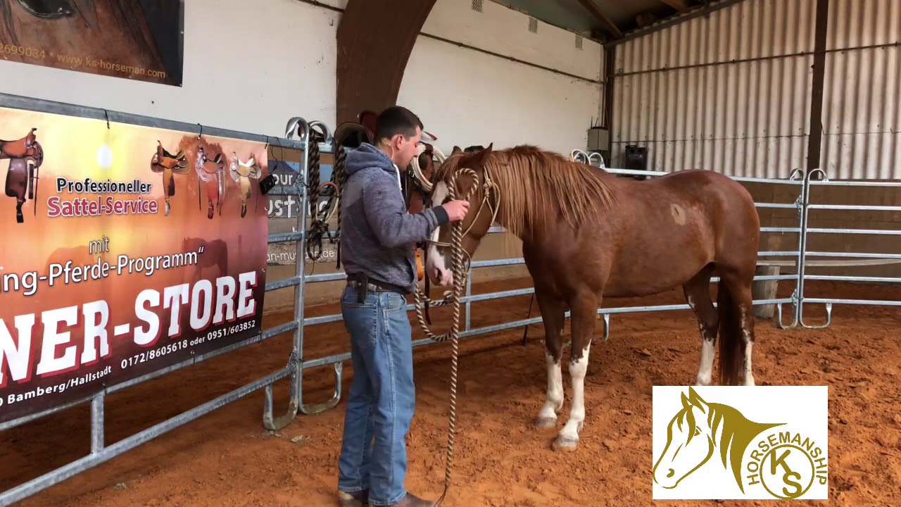 Pferdetraining von A bis Z  Pferd Anbinden