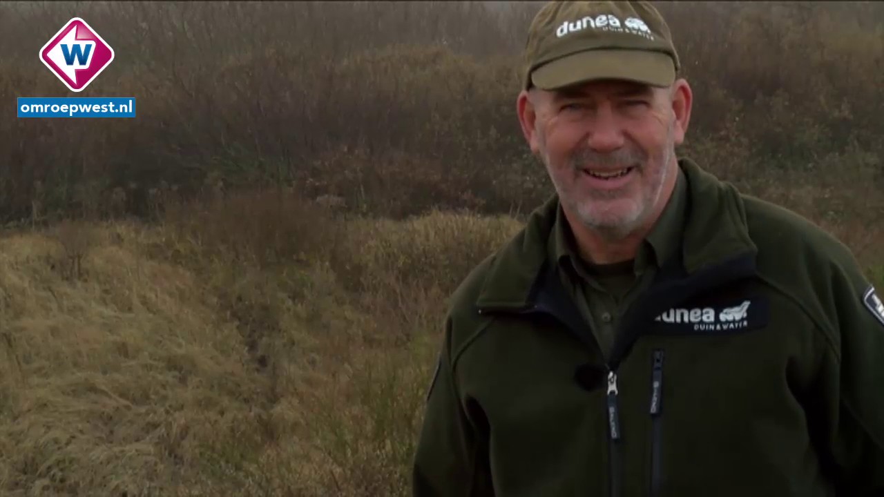 Steeds meer tamme vossen in de duinen in onze regio