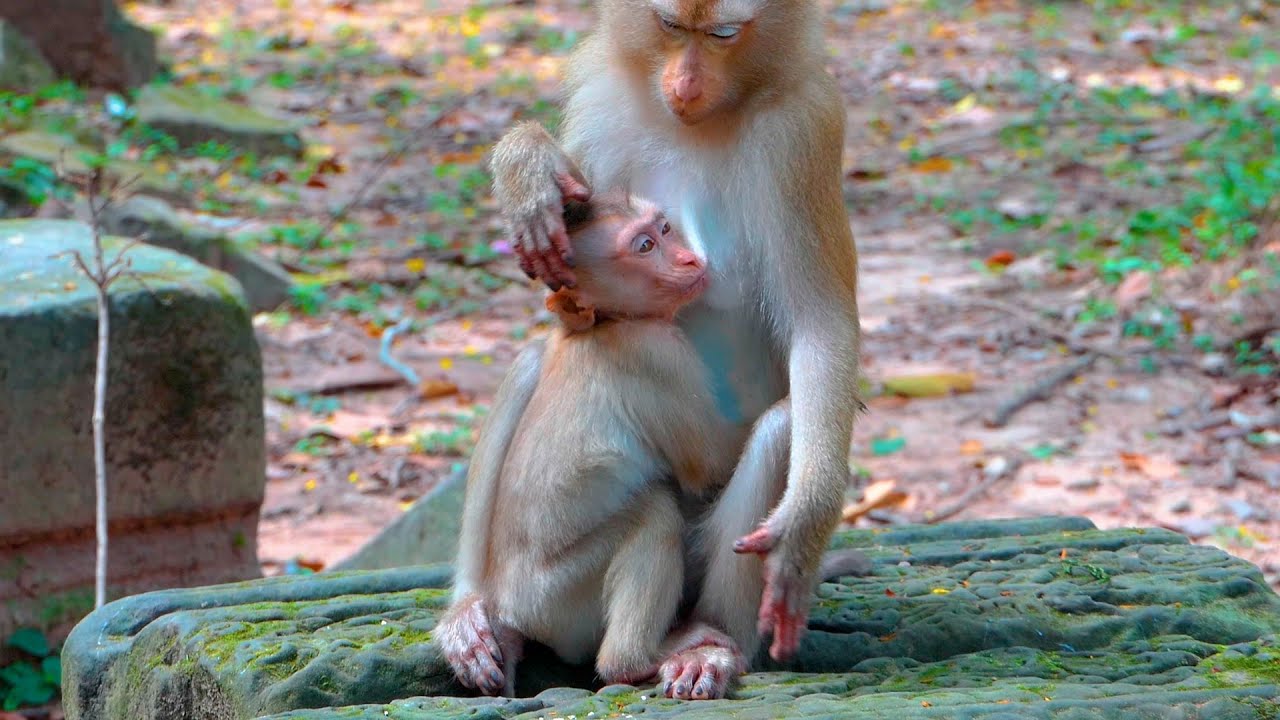 Mother Monkey Tries to Wean Her Baby, but He Still Cries Softly and Holds Her Tight with Love