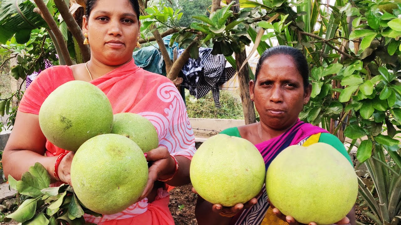 Big Pomelo Fruits Cutting And Making Juice Never Seen Unique Way | Pomelo Fruit Eating In My Village