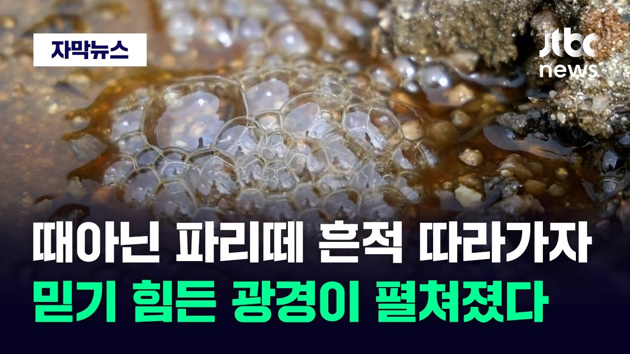 [자막뉴스] 관할 따지는 사이에…산 하나가 돌이킬 수 없이 망가졌습니다 / JTBC News