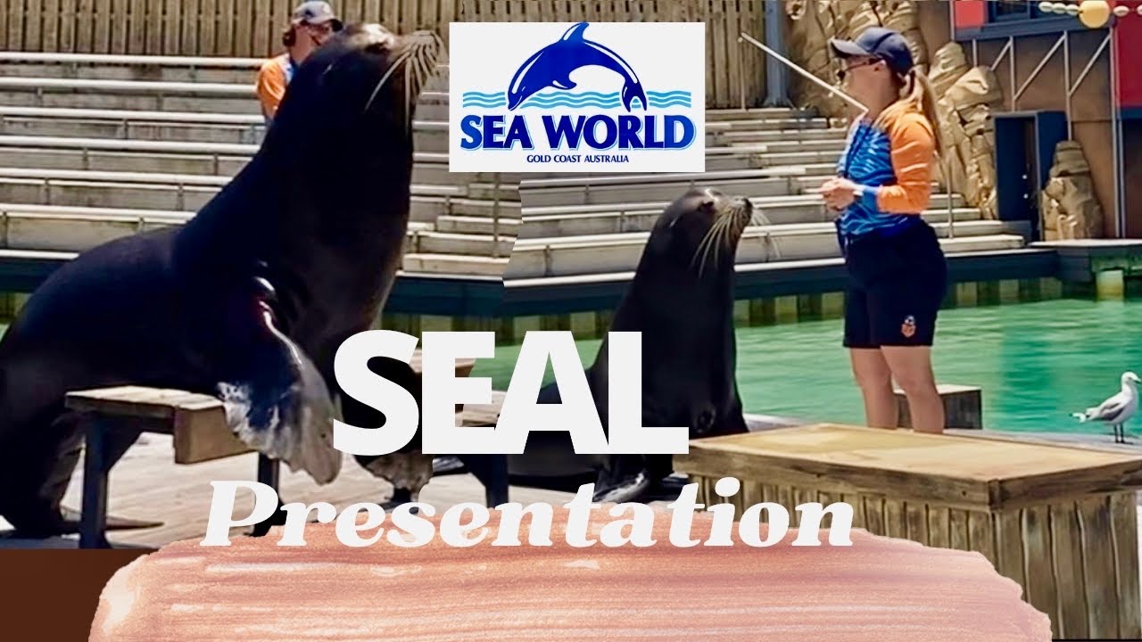 SEA WORLD -Seal Presentation