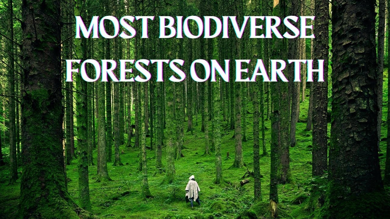 10 Largest and Most Biodiverse Forests on Earth